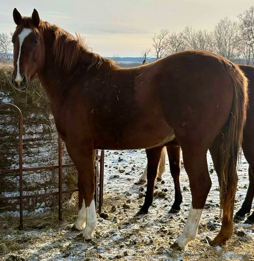 Cheyanne's Colt