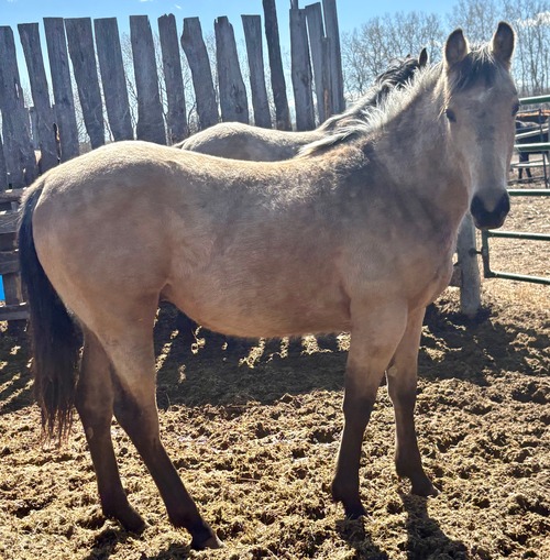 Cheyanne's Colt
