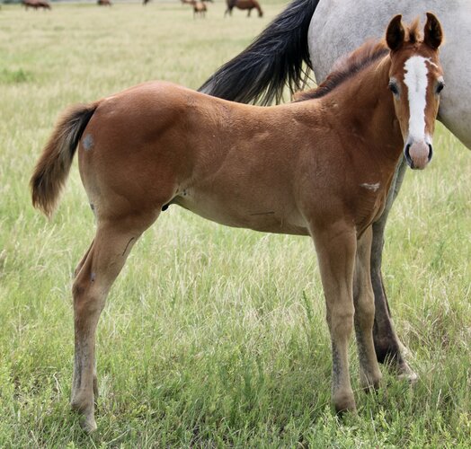 Wave's Colt