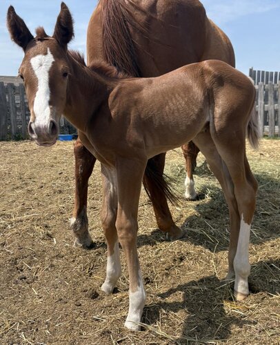 Peppy's Colt