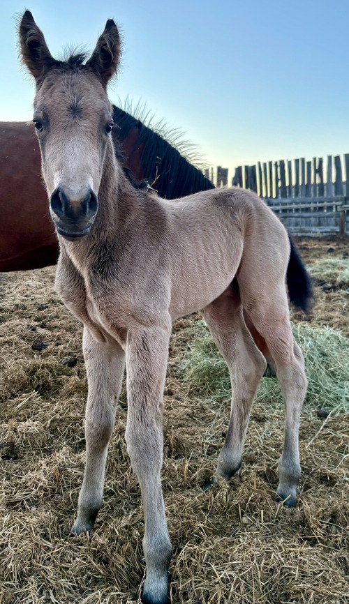 Cheyanne's Filly