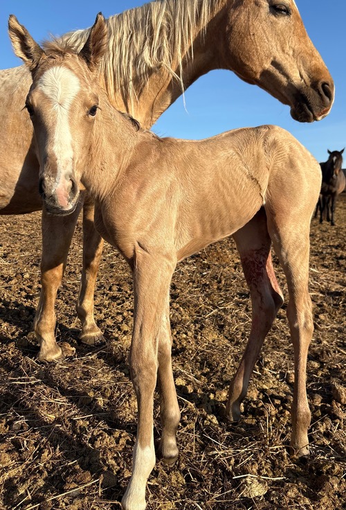 Tiki's Colt