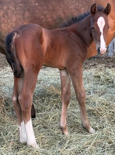 Sunday's Colt