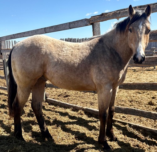 Cheyanne's Colt