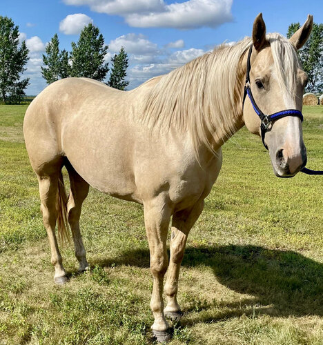 Sabre Frosted Blue