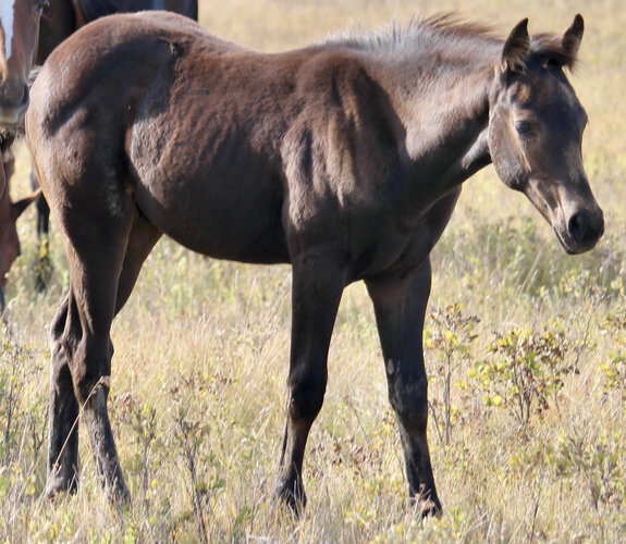 Katie's Filly