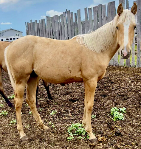 Scamper's Filly