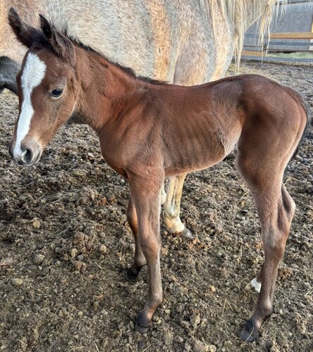 Cheyanne's Filly