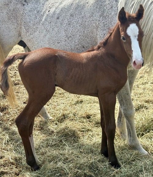 Sunday's Colt