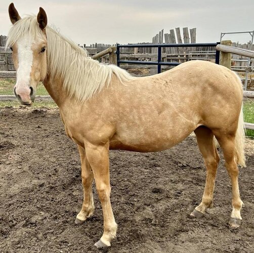 Scamper's Filly