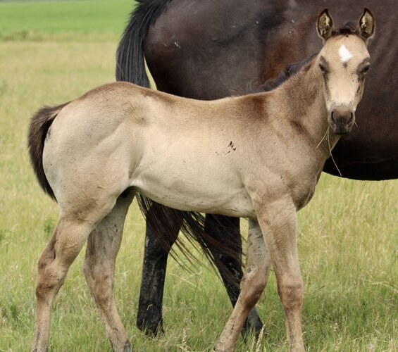 Chicka's Filly