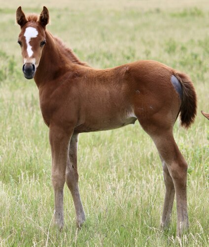 Avid's Filly