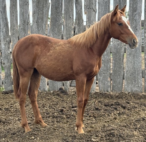 Jodie's Colt
