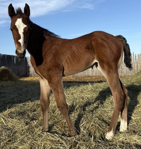 Lucky's Colt