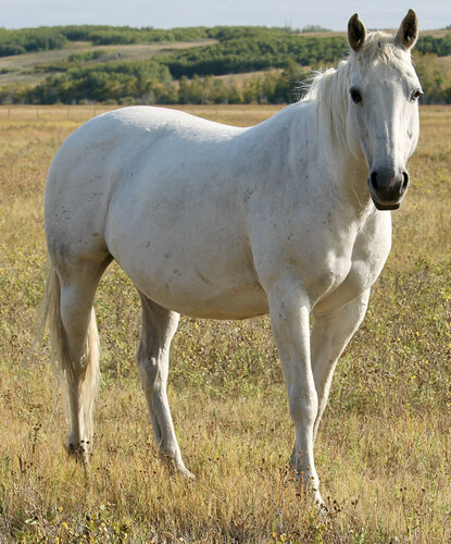 RRDryFrostGal