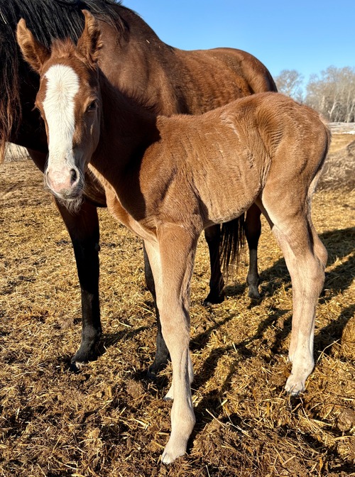 Hawkinson's Colt