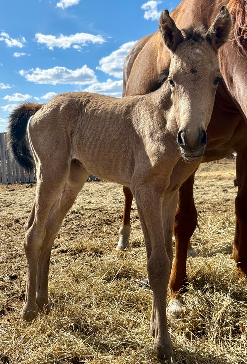 Bea's Colt