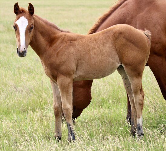 Fergie's Filly