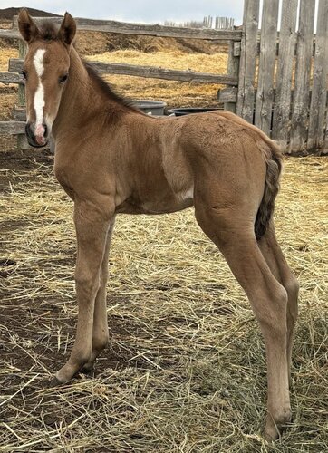 Hawkinson's Colt