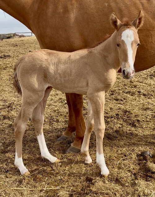 Shazam's Filly