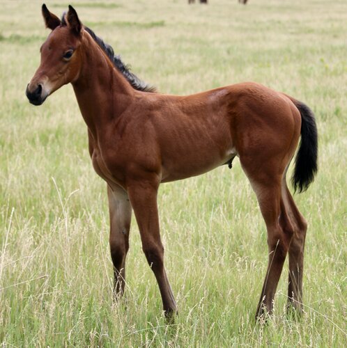 Abby's Colt