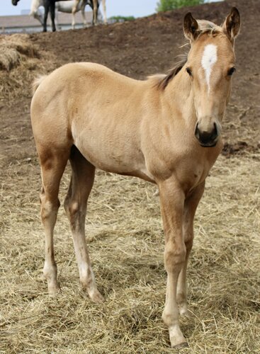 Tiki's Colt