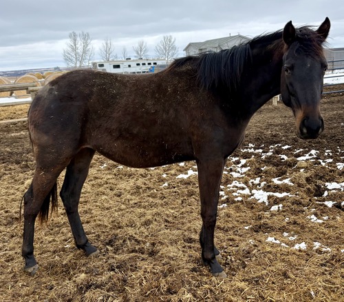 Cheyanne's Colt