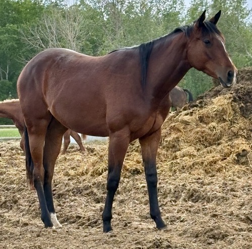 Cheyanne's Colt