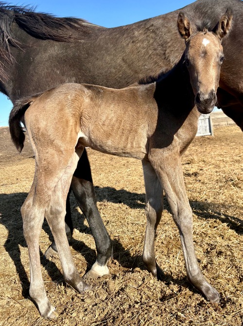 Lucky's Colt