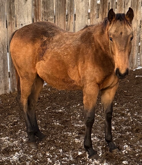 Bea's Filly